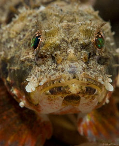 Mushroom Scorpion fish. Night dive at the Blue Heron Brid... by John Roach 